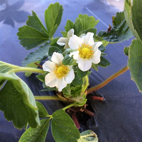 hermes strawberries pty ltd|Hermes Strawberries .